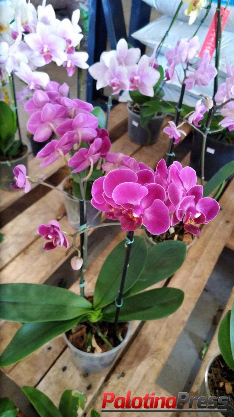 Orquídeas e rosas com os melhores preços você encontra na Floricultura  Jardim Floraso. Confira nossas promoções! - Palotina Press