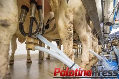 Bovinocultura de leite - Sindicato Rural de Palotina prepara curso de manejo e ordenha