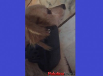 Palotina - Após realizar prisão, PM encontra tornozeleira eletrônica no pescoço de cachorro. Veja o vídeo.