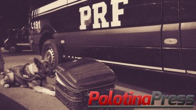 Em duas horas, cão da PRF encontra haxixe e maconha em dois ônibus no Paraná