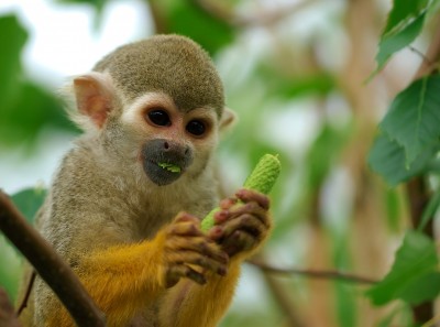 Homem tenta roubar macaco de zoológico para presentear a namorada