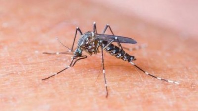 Paraná registrou 42 casos de Dengue em 10 dias, mostra boletim
