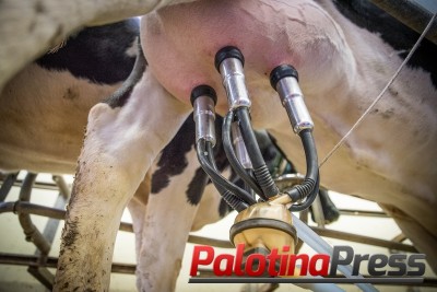 Bovinocultura de leite - Sindicato Rural de Palotina prepara curso de manejo e ordenha