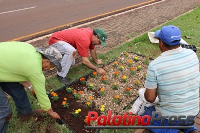 Prefeitura inicia o plantio de flores nas avenidas