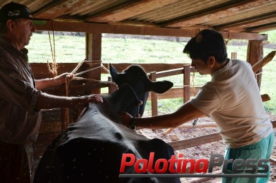 Secretaria de Agricultura realiza cadastro para vacinação contra a aftosa