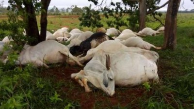 Raio mata mais de 50 animais em propriedade rural em Itaúna do Sul