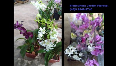 A Floricultura Jardim Floraso está com promoções em Orquídeas. Preços especiais esperam por você. Confira!