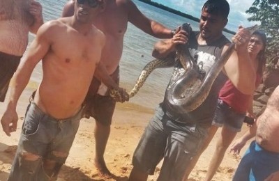 Sucuri é capturada em prainha do Rio Paraná