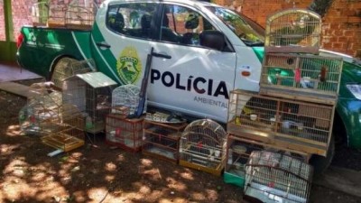 Mulher é presa com 17 pássaros silvestres em Foz do Iguaçu