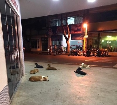 Seis cães não saem da porta de hospital no Paraná, a espera de morador de rua