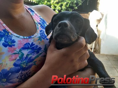 Palotinense procura cachorrinha que desapareceu na virada do ano. Ajude a encontrar!