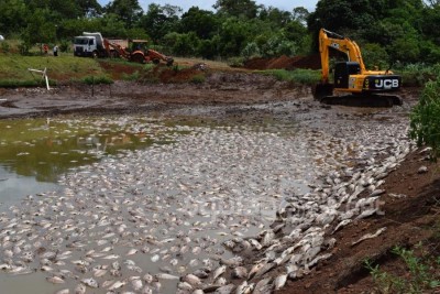 50 toneladas de peixe morrem em propriedade rondonense