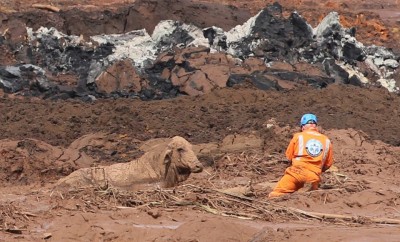 Com tiros, agentes em helicópteros executam animais na lama em Brumadinho