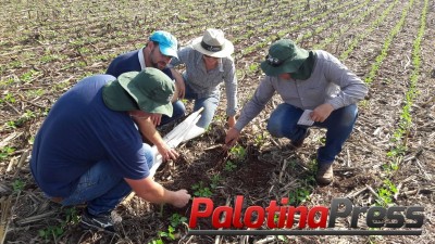 Avaliação - Curso de Manejo Integrado de Pragas da Soja envolveu produtores de Palotina