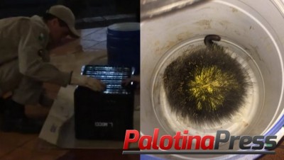 Palotina - Porco-espinho aparece em restaurante e Bombeiros Militares são acionados para captura-lo.