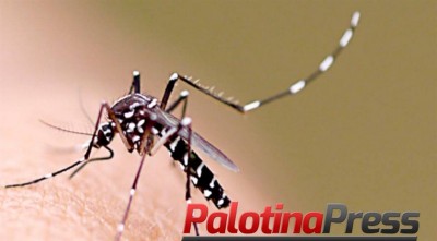 Paraná entra em estado de alerta! Mais uma morte por dengue é confirmada