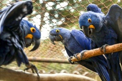 Espécie em extinção, arara-azul nasce no Zoológico de Curitiba