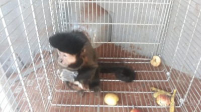 Polícia Ambiental localiza Macaco Prego em cativeiro na cidade de Toledo