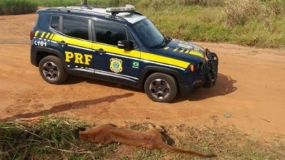 Onça-parda é encontrada morta às margens da BR 376, no Noroeste