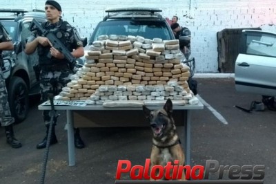 Bioquímica e estudantes de medicina são presos com 150kg de maconha em Maringá
