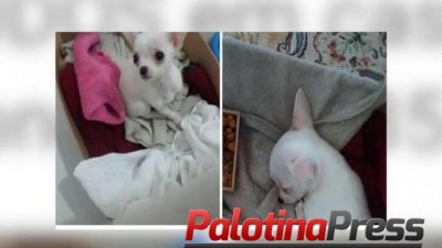 Bandidos invadem casa e furtam filhote de Chihuahua; dona oferece recompensa