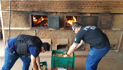 Polícia Civil de Assis Chateaubriand incinera vários kg de drogas