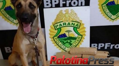 Cadela Atena localiza maconha em bolsa dentro de ônibus