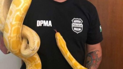 Cobra píton que era alugada para dança do ventre é apreendida em Curitiba