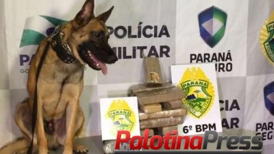 Cão farejador localiza maconha em mochila de jovem na rodoviária de Cascavel