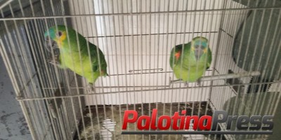 Terra Roxa – Durante cumprimento a mandado de busca e apreensão, PMs apreendem três papagaios.