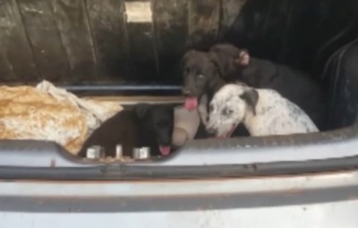 Cascavel - Presos por horas em porta-malas, cachorrinhos são resgatados após PM arrombar vidro de carro