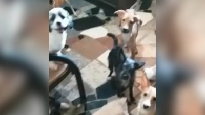 Família é presa por vender linguiça de gato e cachorro