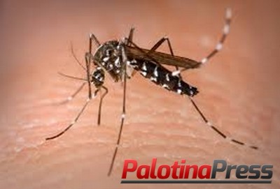 Palotina apresenta alto risco de infestação por Aedes Aegypti