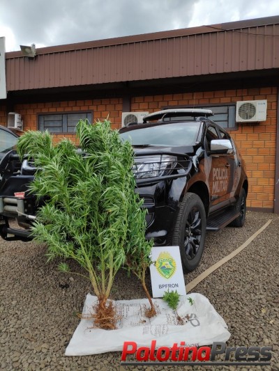 BPFRON APREENDE PLANTAS DE MACONHA EM MARECHAL CÂNDIDO RONDON