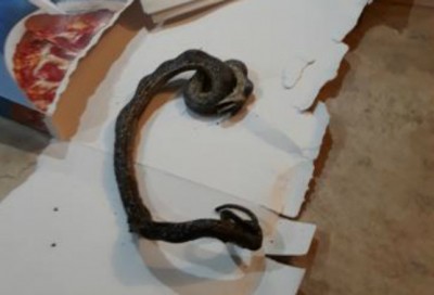 Família coloca pizza para assar e descobre cobra no forno da casa
