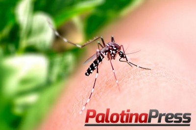 Levantamento aponta alto índice de infestação de Aedes Aegypti em Palotina