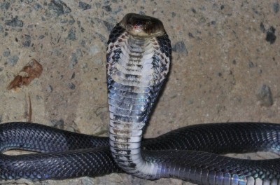 Cobras podem ser origem de infecção de coronavírus
