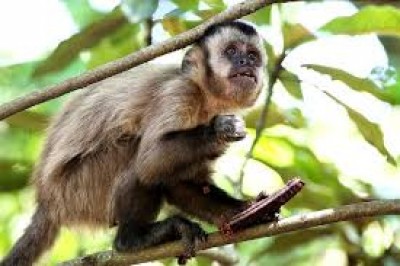 Paraná registra 6 novas mortes de macacos por febre amarela