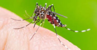 Guaíra está com 949 casos de dengue confirmados