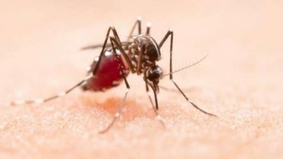 Com 62 cidades em epidemia, mais 6 mortes por dengue são confirmadas no Paraná