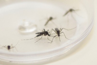 Governador decreta Paraná em alerta contra dengue