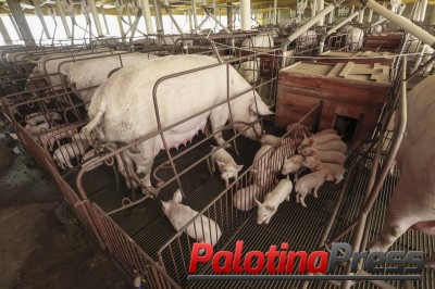 Governo vem a Toledo para explicar Programa Descomplica Rural