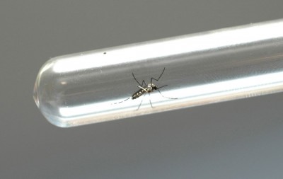 Com mais 44 mil casos, Paraná passa a patamar de epidemia da dengue; número de mortes sobe para 30