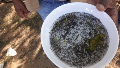 Paraná tem mais de 52 mil casos confirmados de dengue; número de mortes sobe para 37
