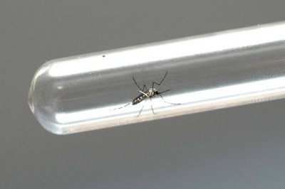 Casos confirmados de dengue no PR se aproximam de recorde histórico