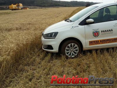 Trigo contaminado com Agrotóxico é alvo de fiscalização da ADAPAR