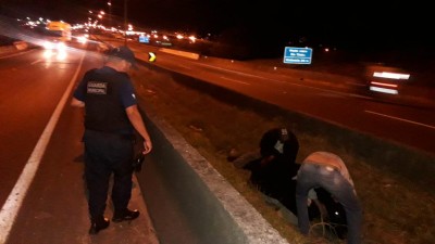 Curitiba - Seis vacas escapam na RMC, correm por 40 km e cerco acaba com tiros na BR-116