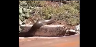 Sucuri reaparece no Jardim Sete Quedas, em Guaíra