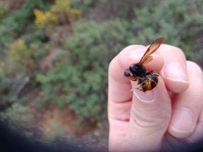 Apicultor espanhol morre após ser picado por vespa asiática