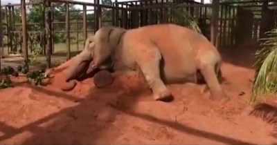 Mara chega ao santuário dos elefantes no Mato Grosso